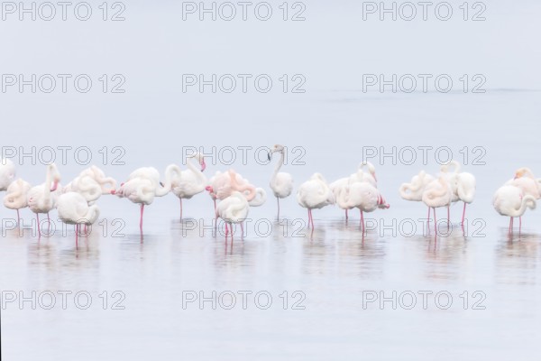Walvis bay, Greater flamingos (Phoenicopterus roseus) resting and wading in shallow waters, Walvis Bay Lagoon, Namibia
