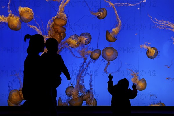 Shanghai Aquarium, women with two children observing jellyfish, Shanghai, China, Asia
