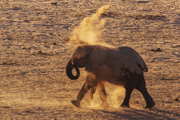 Elephants (Loxodonta africana), an elephant taking a dust bath, endangered species, Red List IUCN, Etosha National Park, Namibia