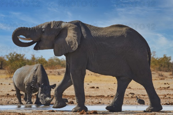 Elephant (Loxodonta africana) endangered species, Red List IUCN and white rhinoceros (Ceratotherium simum), Near Threatened species, drinking at a waterhole, Etosha National Park, Namibia