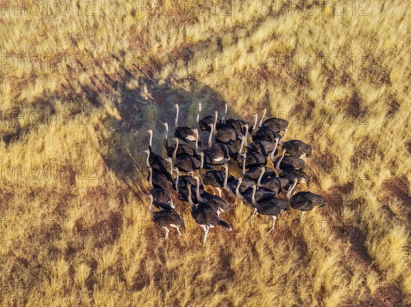 Ostriches (Struthio camelus), group moving across the dry savannah, aerial view, Damaraland region, Namibia