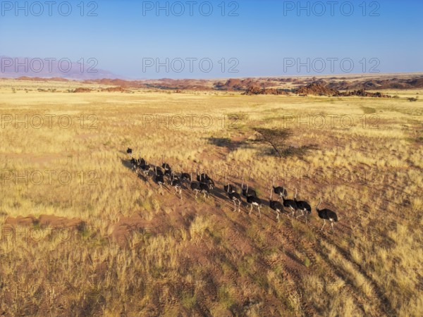Ostriches (Struthio camelus), group moving across the dry savannah, aerial view, Damaraland region, Namibia