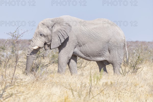 Elephants (Loxodonta africana), male elephant feeding, endangered species, Red List IUCN, Etosha National Park, Namibia