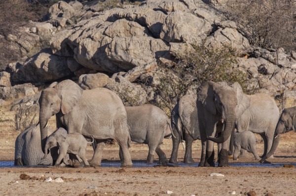 Elephants (Loxodonta africana), herd drinking at a waterhole, endangered species, Red List IUCN, Etosha National Park, Namibia