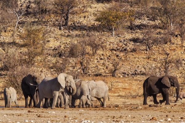 Elephants (Loxodonta africana), herd drinking at a waterhole, endangered species, Red List IUCN, Etosha National Park, Namibia