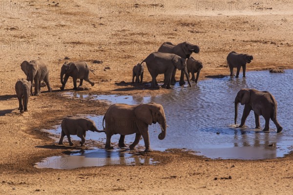 Elephants (Loxodonta africana), herd drinking at a waterhole, endangered species, Red List IUCN, Etosha National Park, Namibia