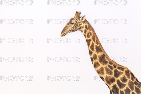 Giraffe (Giraffa camelopardalis), portrait, Vulnerable species (IUCN Red List), Etosha National Park, Namibia