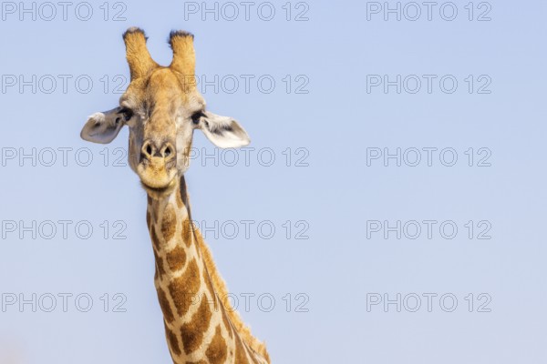 Giraffe (Giraffa camelopardalis), portrait, Vulnerable species (IUCN Red List), Etosha National Park, Namibia