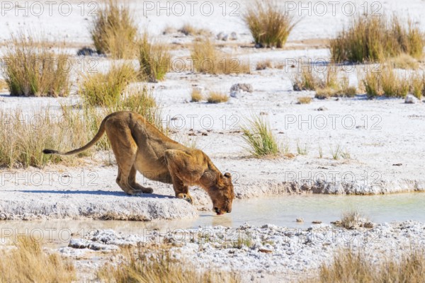 Desert lion (Panthera leo), Vulnerable (IUCN Red List), drinking at a waterhole, Etosha National Park, Namibia