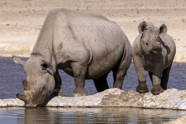 White rhinoceros (Ceratotherium simum), mother with calf at a waterhole, Near Threatened species, Etosha National Park, Namibia
