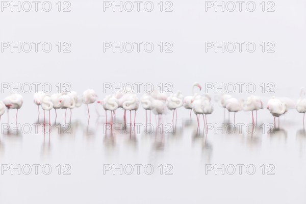 Greater Flamingo (Phoenicopterus roseus), Least Concern (LC), feeding in shallow water, Ramsar site, Walvis Bay Lagoon, Namibia