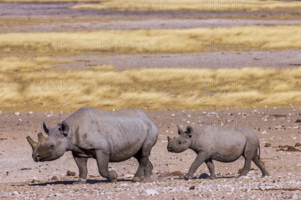 White rhinoceros (Ceratotherium simum), mother with calf walking across the savannah, Near Threatened species, Etosha National Park, Namibia