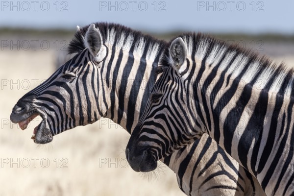 Plains zebra (Equus quagga), portrait of two plains zebra, Etosha National Park, Namibia