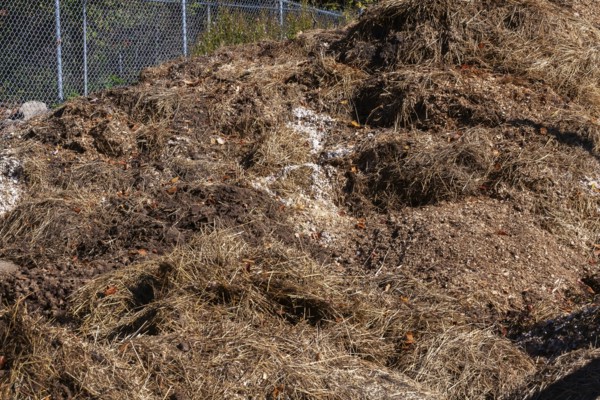 Pile of manure mixed with leaves, woodchips and straw for use as organic fertilizer for growing crops in fields, Quebec, Canada