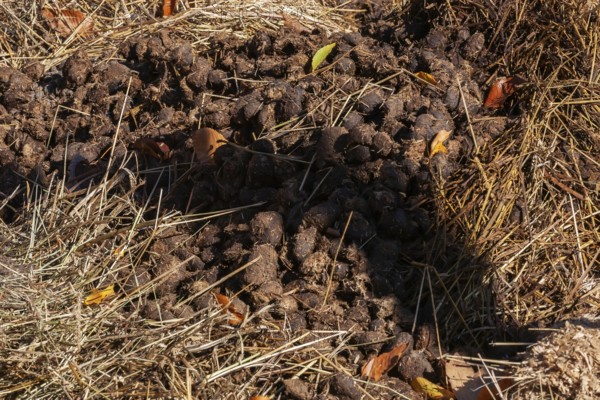 Close-up of fresh manure mixed with leaves and straw and used as organic fertilizer for growing crops in fields, Quebec, Canada