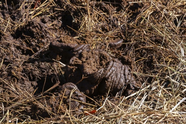 Close-up of fresh manure mixed with straw and used as organic fertilizer for growing crops in fields, Quebec, Canada