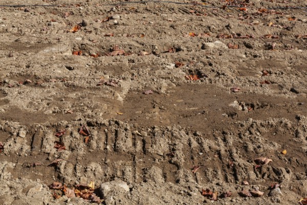 Excavator machinery tracks on compacted tan and light brown sand with scatterted fallen leaves at construction site, Quebec, Canada