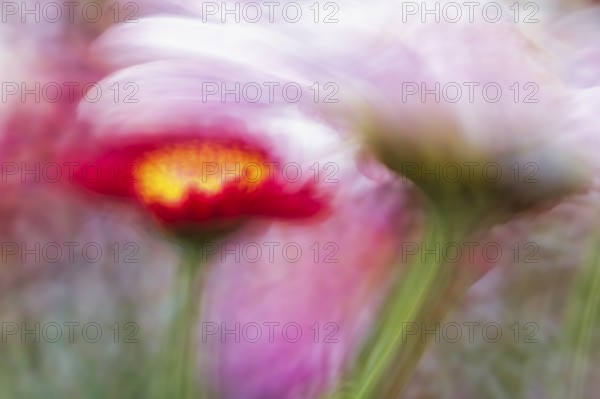 Artistic close-up of an Aster (Aster), showing its delicate petals and yellow center, captured with soft focus for a painterly effect