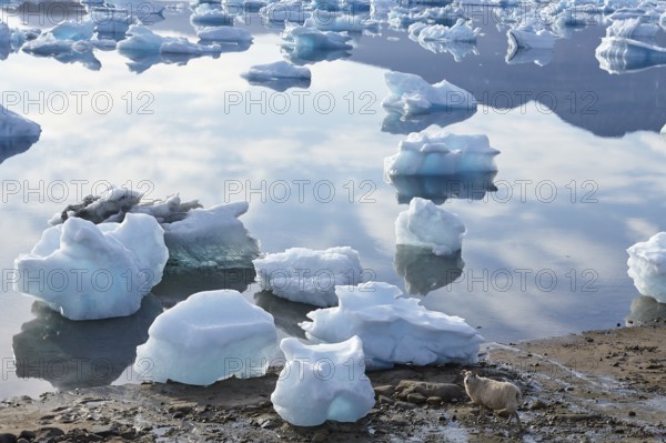 A sheep walking along the shore of the iceberg filled Eqaluit Iluat fjord, South Greenland, Greenland, Europe, North America
