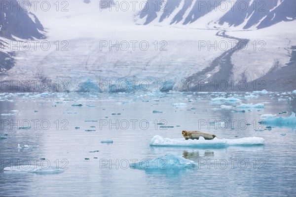 Bearded seals (Erignathus barbatus) resting on an ice floe, Svalbard (Spitsbergen), Arctic, Norway