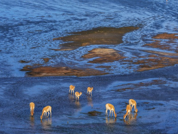 Laguna Colorada, Wild vicuñas (Vicugna vicugna) grazing in the wetlands, Los Lípez Ramsar Wetland, Eduardo Avaroa Andean Fauna National Reserve, Potosí, Bolivia, 4, 300?m above sea level, Bolivia, South America