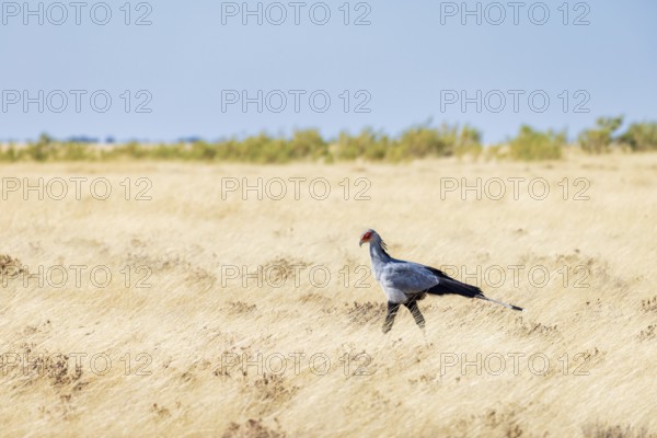 Secretarybird (Sagittarius serpentarius), Endangered, IUCN Red List, walks through the savannah searching for prey, Etosha National Park, Namibia