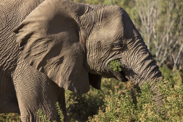 Elephant (Loxodonta africana), the desert adapted elephants, subspecies referred to as Loxodonta africana africana, Eating the leaves and branches of a shrub, Hoanib riverbed, ephemeral river, endangered species, Red List IUCN, Kunene region, Namibia