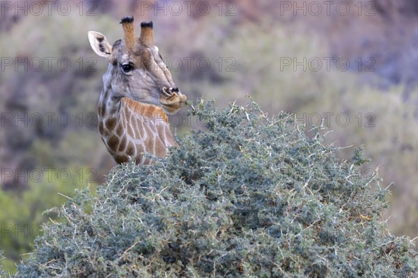 Giraffe (Giraffa camelopardalis), feeding on bushes, Hoanib Riverbend, ephemeral river, Kunene Region, Namibia