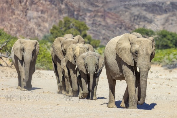 Elephant (Loxodonta africana), the desert adapted elephants, subspecies referred to as Loxodonta africana africana, herd walking to a waterhole, Hoanib riverbed, ephemeral river, endangered species, Red List IUCN, Kunene region, Namibia