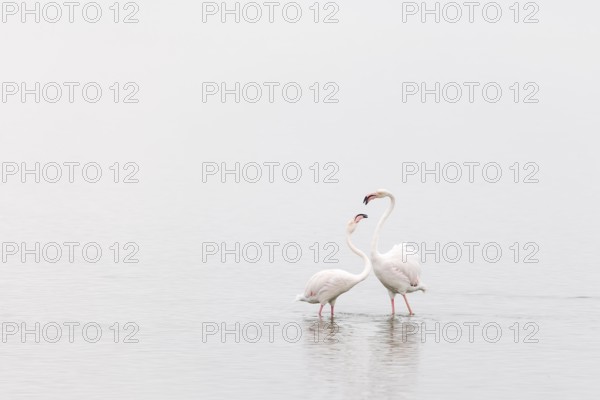 Greater Flamingo (Phoenicopterus roseus), Least Concern (LC), Two flamingos interacting, Ramsar site, Walvis Bay Lagoon, Namibia