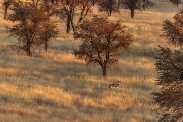 Springbok (Antidorcas marsupialis), wide savannah area with tall grasses serving as pasture for different herbivore species, Omaheke Region, Kalahari, Namibia