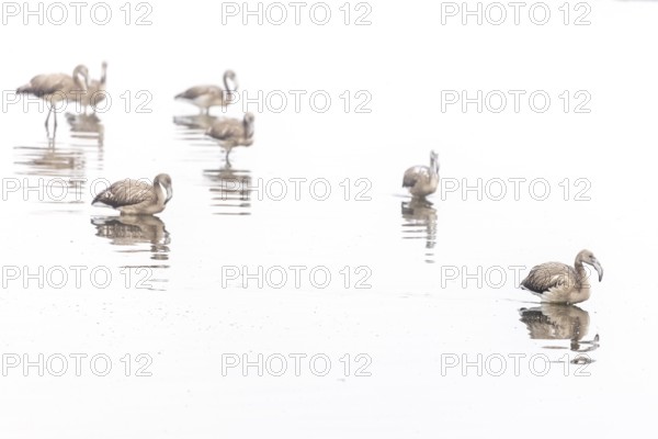 Juvenile Greater Flamingo (Phoenicopterus roseus), Least Concern (LC), Group walking in shallow water, Ramsar site, Walvis Bay Lagoon, Namibia