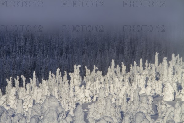 Riisitunturi National Park, winter taiga spruce trees covered in heavy frost and snow call Tykky, hoarfrost, Posio Municipality, Lapland, Finland