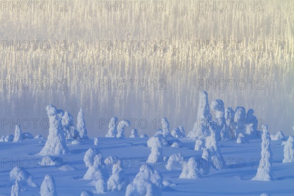 Riisitunturi National Park, Winter taiga spruce trees covered in heavy frost and snow call Tykky, hoarfrost, Posio Municipality, Lapland, Finland