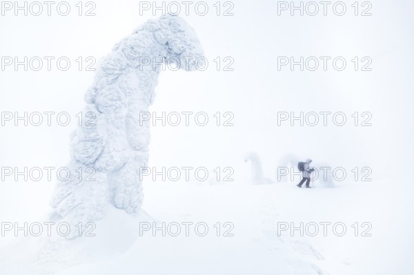 Riisitunturi National Park, woman visiting the park wearing snowshoes, winter taiga spruce trees covered in heavy frost and snow call Tykky, hoarfrost, Posio Municipality, Lapland, Finland