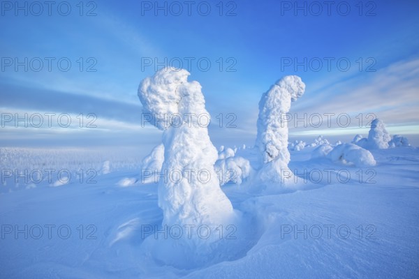 Riisitunturi National Park, winter taiga spruce trees covered in heavy frost and snow call Tykky, hoarfrost, Posio Municipality, Lapland, Finland