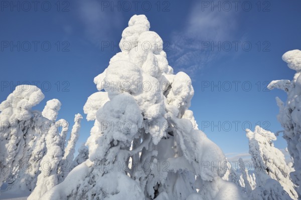Riisitunturi National Park, winter taiga spruce trees covered in heavy frost and snow call Tykky, hoarfrost, Posio Municipality, Lapland, Finland