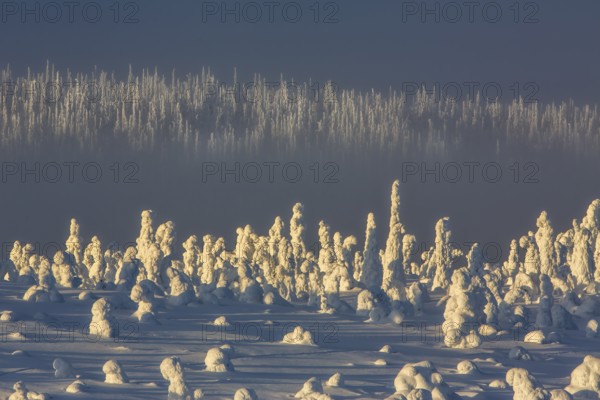 Riisitunturi National Park, Winter sunset in the taiga, spruce trees covered in heavy frost and snow call Tykky, hoarfrost, Posio Municipality, Lapland, Finland