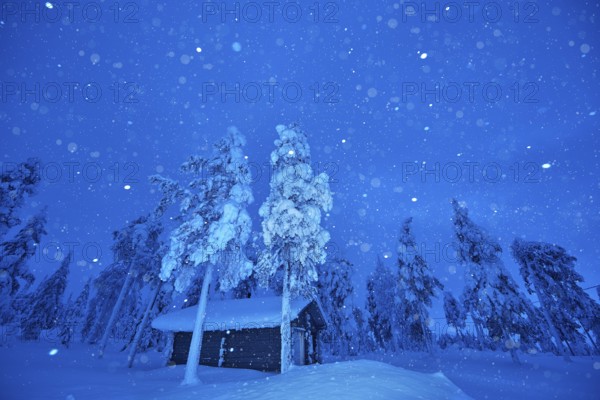 Riisitunturi National Park, snowing during the winter night in the taiga, spruce trees covered in heavy frost and snow call Tykky, hoarfrost, Posio Municipality, Lapland, Finland