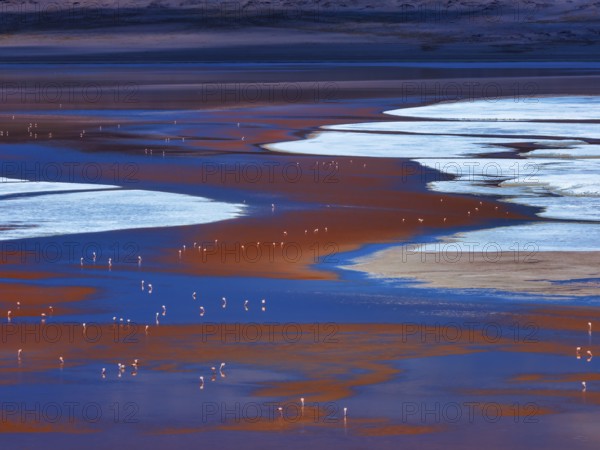 Laguna Colorada, flamingos feeding in the red-colored waters, 4, 300?m above sea level, Los Lípez Ramsar Wetland, Eduardo Avaroa Andean Fauna National Reserve, Potosí, Bolivia, South America