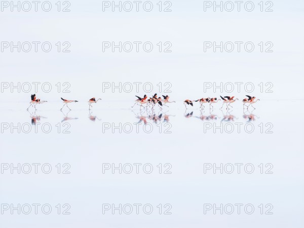 Salar de Uyuni, flamingos taking flight over the world's largest salt flat, Potosí, Bolivia, South America