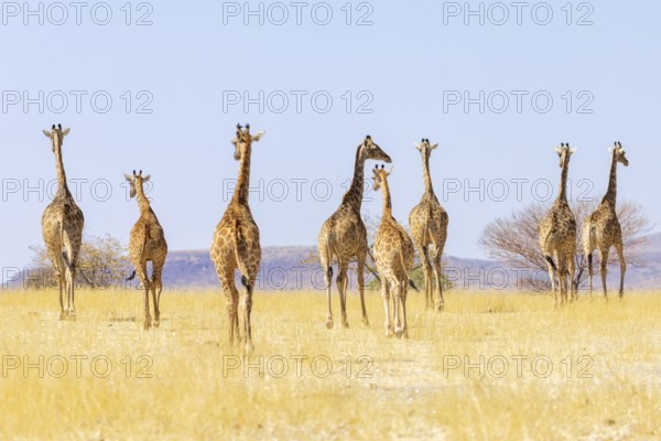 Angolan giraffe (Giraffa camelopardalis angolensis), group walking, Vulnerable species (IUCN Red List), Damaraland, Namibia