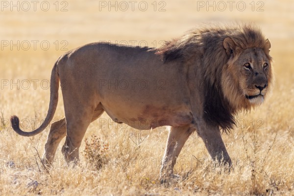 Male lion (Panthera leo), Vulnerable species, IUCN Red List, walking in the savannah, Etosha National Park, Namibia
