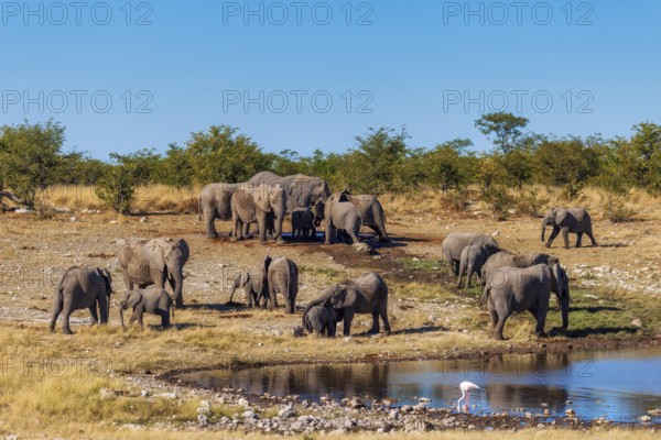 Elephants (Loxodonta africana), herd drinking at a waterhole, endangered species, Red List IUCN, Etosha National Park, Namibia
