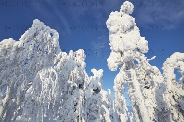 Riisitunturi National Park, winter taiga spruce trees covered in heavy frost and snow call Tykky, hoarfrost, Posio Municipality, Lapland, Finland
