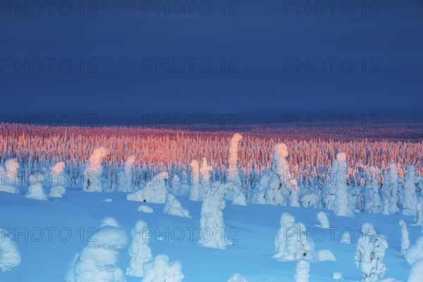 Riisitunturi National Park, winter sunset in the taiga, spruce trees covered in heavy frost and snow call Tykky, hoarfrost, Posio Municipality, Lapland, Finland