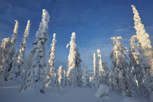 Riisitunturi National Park, winter taiga spruce trees covered in heavy frost and snow call Tykky, hoarfrost), Posio Municipality, Lapland, Finland
