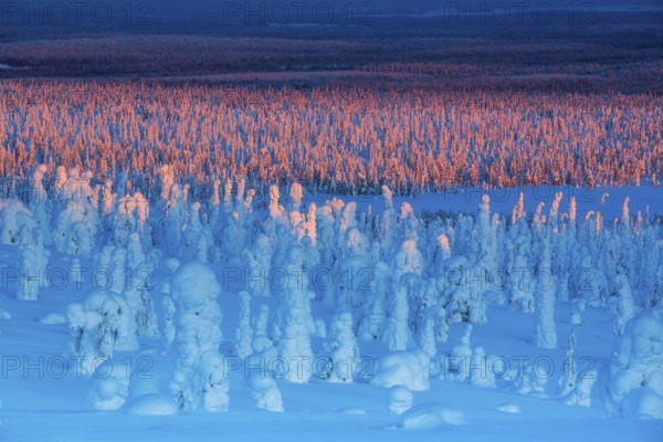 Riisitunturi National Park, winter sunset taiga spruce trees covered in heavy frost and snow call Tykky, hoarfrost, Posio Municipality, Lapland, Finland