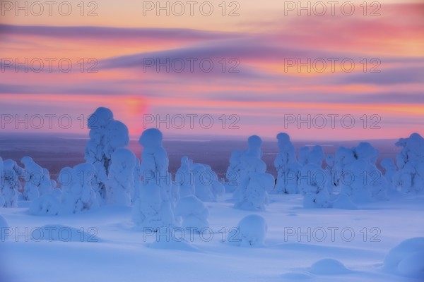 Riisitunturi National Park, Winter sunset in the taiga, spruce trees covered in heavy frost and snow call Tykky, hoarfrost, Posio Municipality, Lapland, Finland