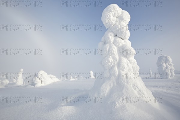 Riisitunturi National Park, winter fog bow and taiga spruce trees covered in heavy frost and snow call Tykky, hoarfrost, Posio Municipality, Lapland, Finland
